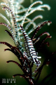   Crinoid Shrimp  